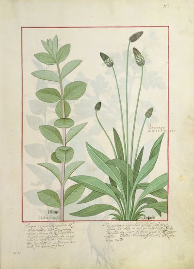 Mint and Plantain, or Ribwort, Illustration from The Book of Simple Medicines by Mattheaus Platearius by Robinet Testard